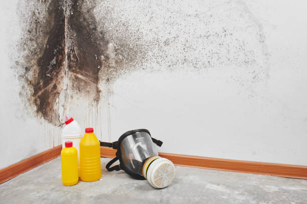 Best Toxic Mold Removal  in Casas Adobes, AZ