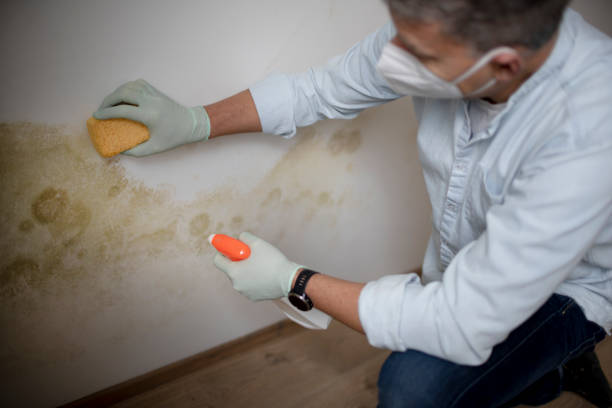 Best Attic Mold Removal  in Casas Adobes, AZ