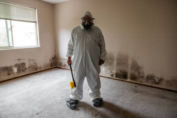 Best Commercial Mold Removal  in Casas Adobes, AZ